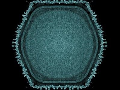 Հայտնաբերվել է հսկա վիրուս՝ բազմաբջիջ կյանքի ծագման գիտելիքները խորացնելու համար