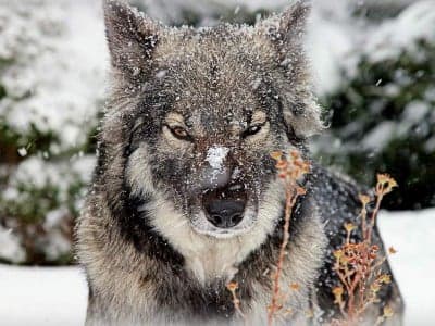 Գիտությունը բացահայտեց գայլից շուն դառնալու խորհուրդը